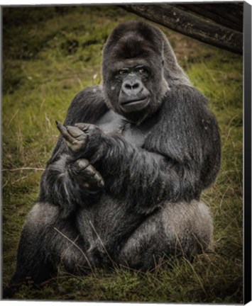 Framed Male Gorilla Black Print