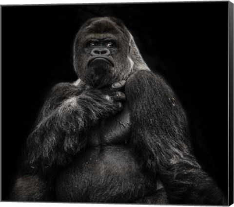 Framed Male Gorilla 2 Black Print