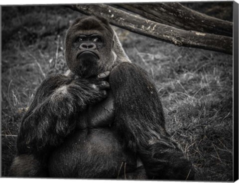 Framed Male Gorilla 2 Black Print