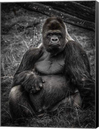 Framed Male Gorilla 3 Print