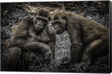 Framed Gorillas 3 Print