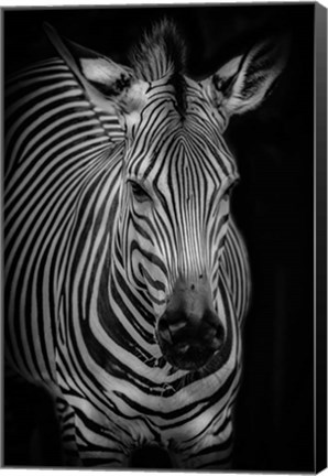 Framed Zebra 3 Black &amp; White Print