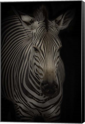 Framed Zebra 3 Print