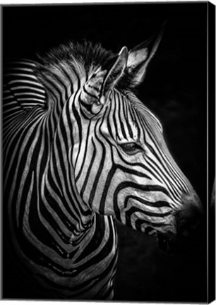 Framed Zebra 4 Black &amp; White Print