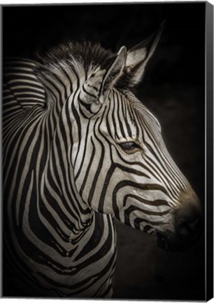 Framed Zebra 4 Print