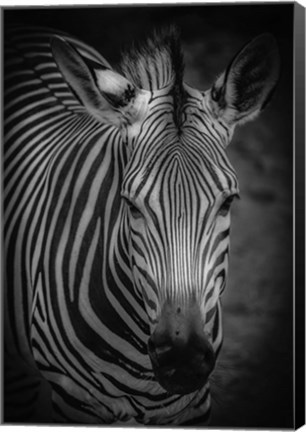 Framed Zebra 5 Black &amp; White Print