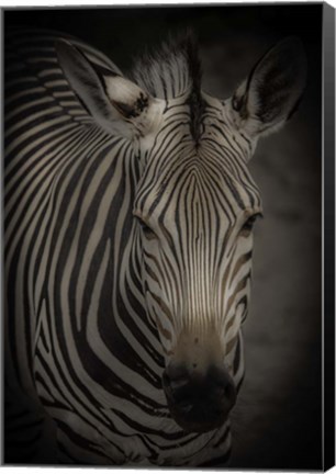 Framed Zebra 5 Print