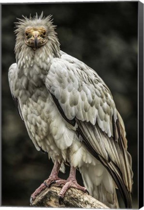 Framed White Vulture Print