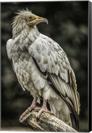 Framed White Vulture 2 Print