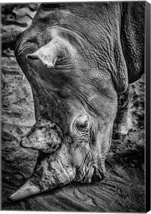 Framed Male Rhino Black &amp; White Print