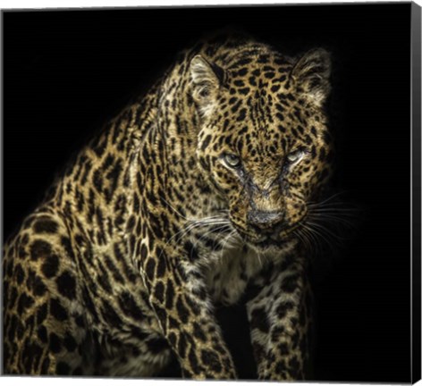 Framed Angry Jaguar Print