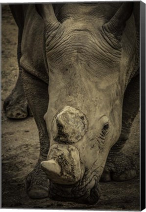 Framed Male Rhino 2 Print