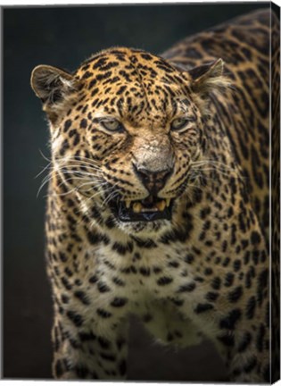 Framed Angry Jaguar 2 Print