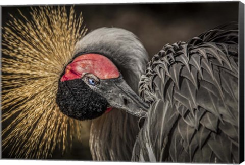 Framed Yellow Crowned Crane 3 Print