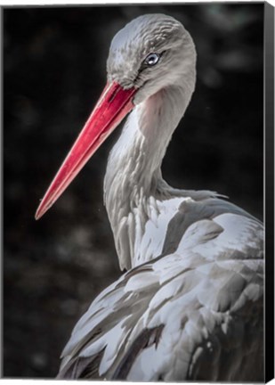 Framed Stork 7 Print