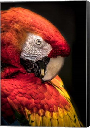 Framed Red Ara Parrot 2 Print