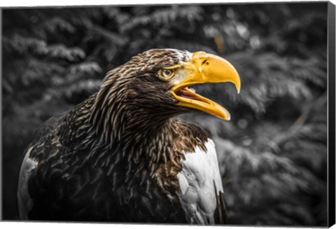 Framed Steller Eagle 7A Print