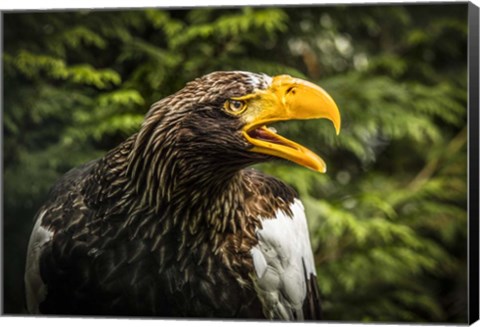 Framed Steller Eagle 7B Print