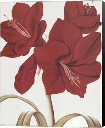 Framed Amaryllis I Print