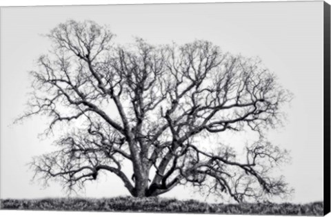 Framed Grand Oak Tree I Print