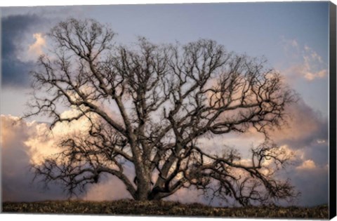 Framed Grand Oak Tree II Print