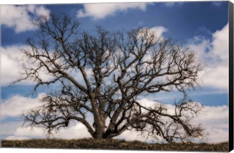 Framed Grand Oak Tree III Print