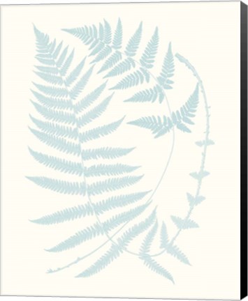 Framed Serene Ferns III Print