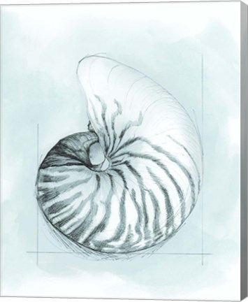 Framed Coastal Shell Schematic II Print