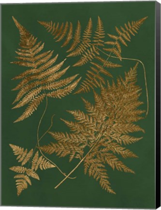 Framed Gilded Ferns II Print