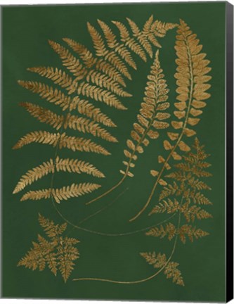 Framed Gilded Ferns III Print