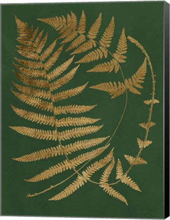 Framed Gilded Ferns IV Print