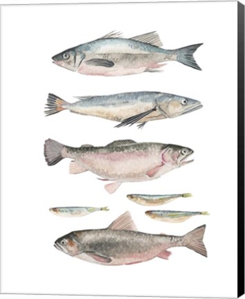 Framed Fish Composition I Print