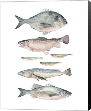 Framed Fish Composition II Print