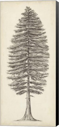 Framed Pacific Northwest Tree Sketch II Print