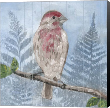 Framed Eastern Songbird I Print
