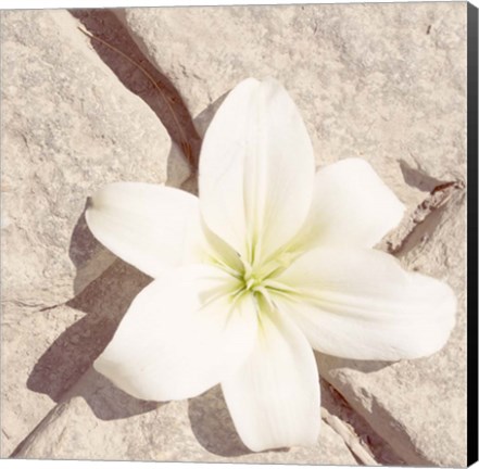 Framed Stone Blossom IV Print