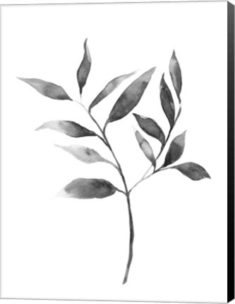 Framed Brume Botanical II Print