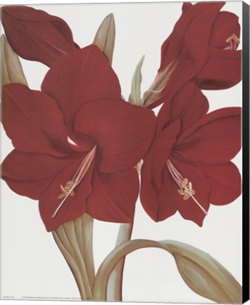 Framed Amaryllis II Print
