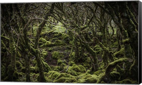 Framed Mossy Forest 2 Print