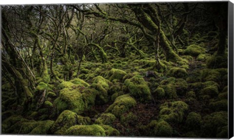 Framed Mossy Forest 4 Print