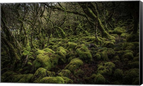 Framed Mossy Forest 4 Print