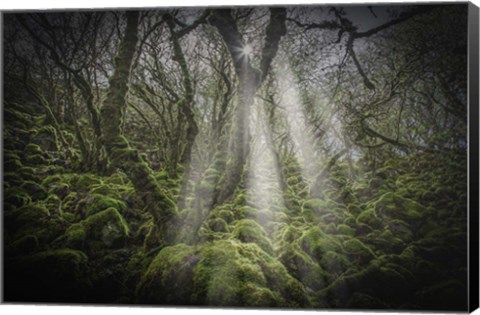 Framed Mossy Forest 5 Print