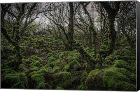 Framed Mossy Forest 7 Print