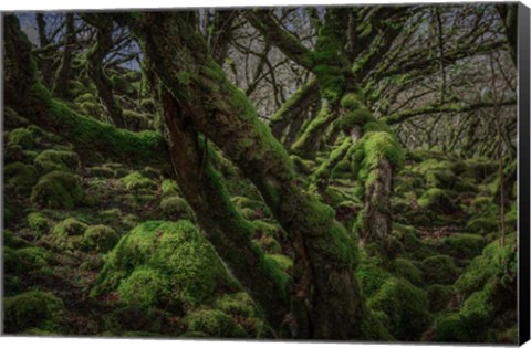 Framed Mossy Forest 8 Print