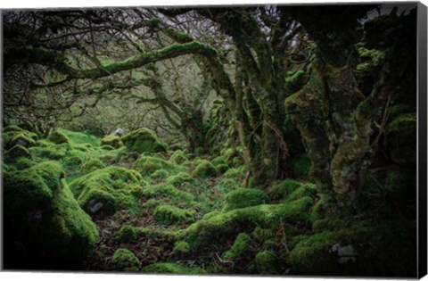 Framed Mossy Forest 9 Print