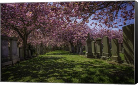 Framed Cherry Blossem 2 Print