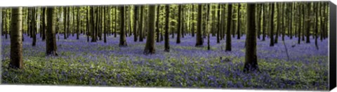 Framed Fairytale Forest Panorama Print