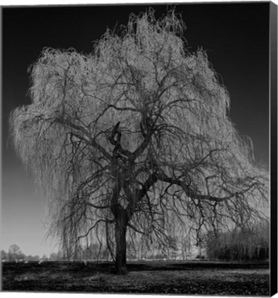 Framed Willow Print