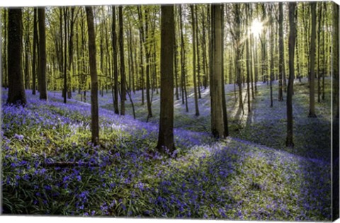 Framed Fairytale Forest Sunlight 2 Print