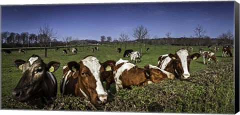 Framed Cows Print